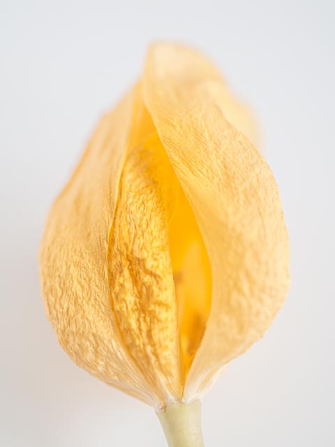 Photostream image 78