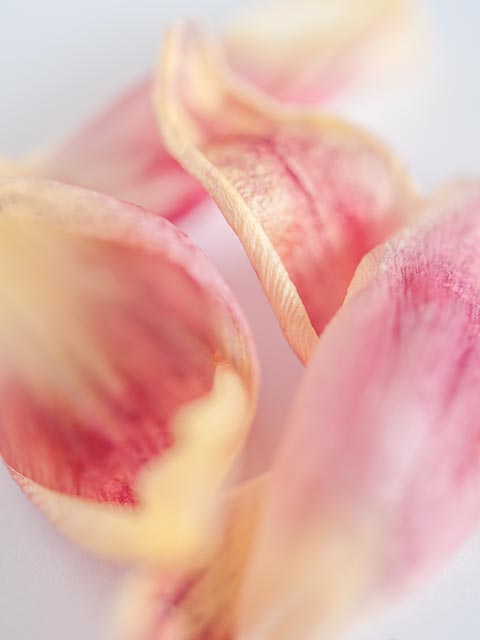 Photostream image 48