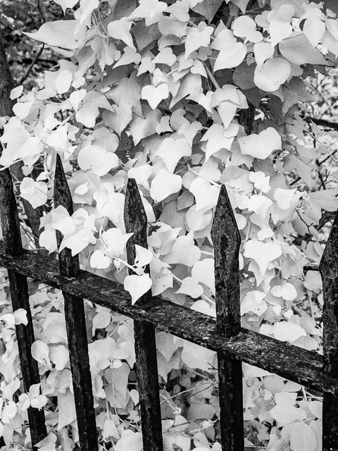 Photostream image 39
