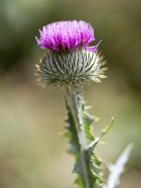 Photostream image 2