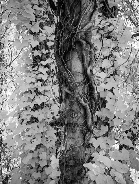 Photostream image 5