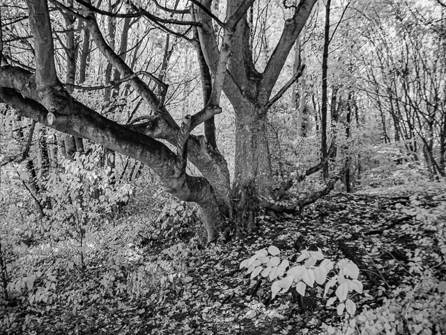Photostream image 4