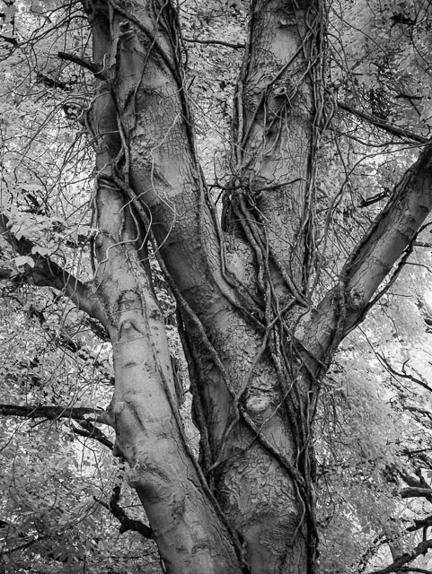 Photostream image 3