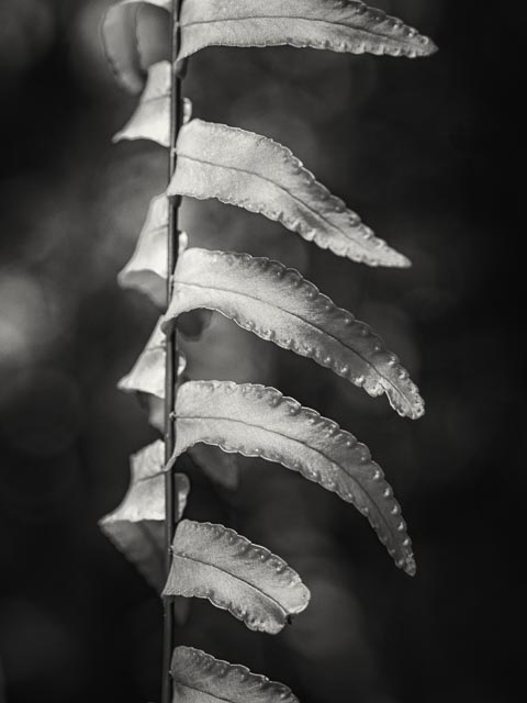 Photostream image 27
